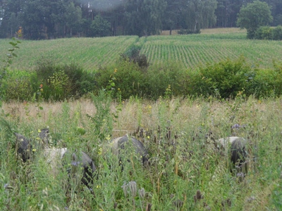 Schweine zwischen Wildgräsern auf der Weide