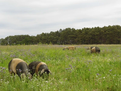 Die Schweine freuen sich über grüne Weideflächen