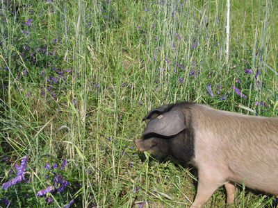 Schwein auf der Weide