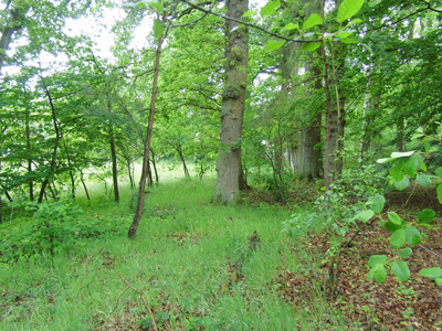 Waldboden mit grünem Streifen unter den großen Eichen entlang